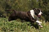 AMSTAFF ADULT 019